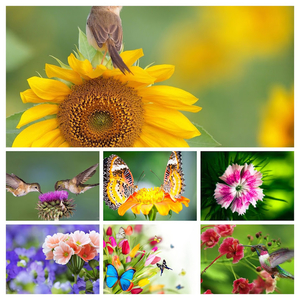 d_46798_nature-flowers-photography-blur-COLLAGE