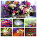 Garden-Beautiful-Flowers-Image1-COLLAGE