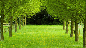 987756-green-orchard