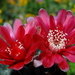 DSC05387Gymnocalycium baldianum JO 295