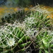 DSC05396Mammillaria decipiens ssp. camptotricha