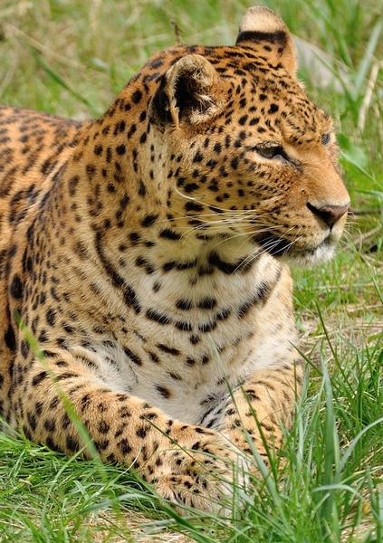 leopard-391367_960_720
