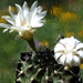 DSC05428Gymnocalycium mihanovichii