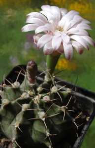 DSC05461Gymnocalycium friedrichii v. filadelfiense