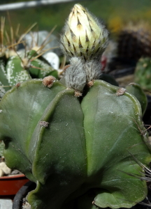 DSC05497Astrophytum myriostigma f. nudum