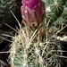 DSC05509Thelocactus bicolor bolaensis