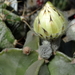 DSC05537Astrophytum myriostigma f. nudum