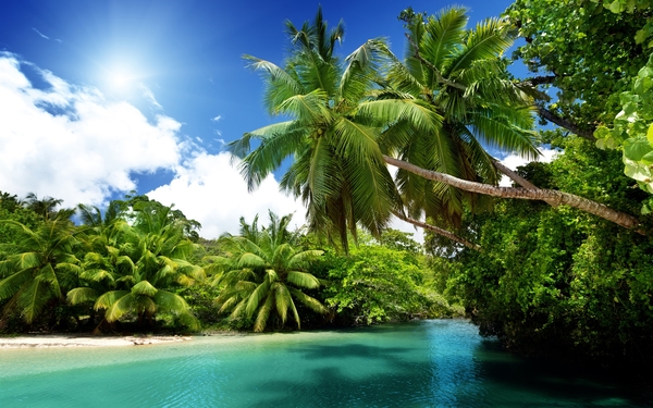Palm-trees-tropical-sea-blue-water-summer_1920x1200