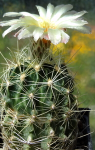 DSC05634Thelocactus sp.