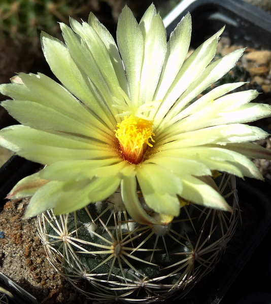 DSC05651Coryphantha palmeri v. pectinata Rio Pecos