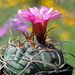 DSC05667Gymnocalycium carminanthum