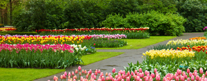 1-Colorful-spring-tulips-blossoming-in-dutch-garden-Keukenhof-Hol