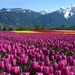 Beautiful-Tulip-Flowers-Garden-Wallpaper-Full-HD