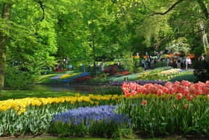 Colorful-Keukenhof-Gardens