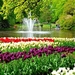 garden-cone-purple-wallpaper-tulip-farm-in-netherlands-tourism-na