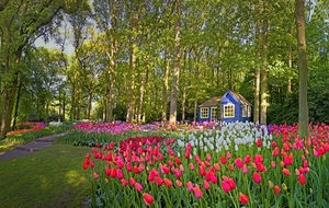Keukenhof-Gardens-Belanda-Tempat-Terindah-di-Dunia