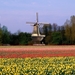 Nature___Flowers_The_Netherlands_landscape_043006_
