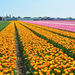 Netherlands_Fields_Tulips_Many_Keukenhof_545954_1366x768