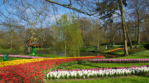 Netherlands_Parks_Pond_Hyacinths_Tulips_Keukenhof_522380_1334x750
