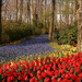 Netherlands_Parks_Spring_Tulips_Daffodils_547076_1280x854