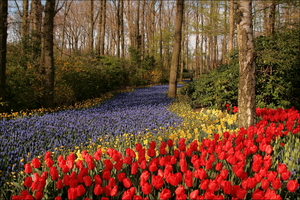 Netherlands_Parks_Spring_Tulips_Daffodils_547076_2038x1360