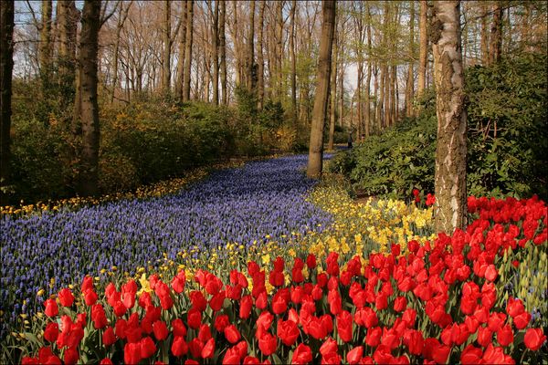 Netherlands_Parks_Spring_Tulips_Daffodils_547076_2038x1360