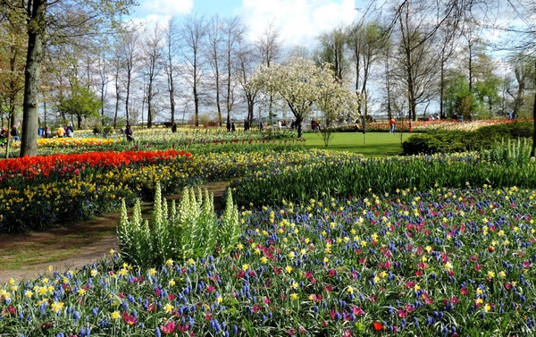 Netherlands_Parks_Spring_Tulips_Hyacinths_519985_2560x1609
