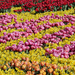 Netherlands_Parks_Tulips_Daffodils_Many_Keukenhof_527211_1280x960