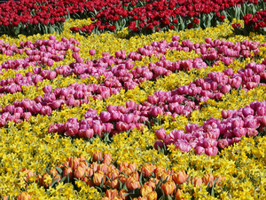 Netherlands_Parks_Tulips_Daffodils_Many_Keukenhof_527211_1280x960