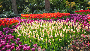 Netherlands_Parks_Tulips_Many_Keukenhof_520300_2560x1440