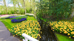 Netherlands_Parks_Tulips_Spring_Pond_Keukenhof_526310_2560x1440