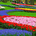 tulips-hyacinth-muscari-flowerbed-park-beauty-wallpaper