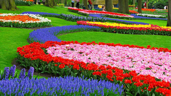 tulips-hyacinth-muscari-flowerbed-park-beauty-wallpaper