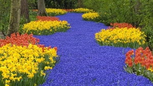 tulips-road-forest-muscari