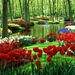 tulip-tulip-flower-garden-wallpaper-garden-wallpapers-natural-hos