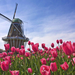 Windmill-Tulips-Wallpaper
