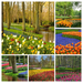 Keukenhof Gardens, Netherlands(1)-COLLAGE