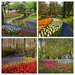 Netherlands_Parks_Spring_Tulips_Daffodils_547076_1280x854-COLLAGE