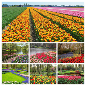 Netherlands_Parks_Spring_Tulips_Daffodils_547076_2038x1360-COLLAG