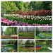 Netherlands_Parks_Tulips_Hyacinths_Keukenhof_547688_2560x1600-COL
