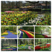 Netherlands_Tulips_444462_2048x1152-COLLAGE