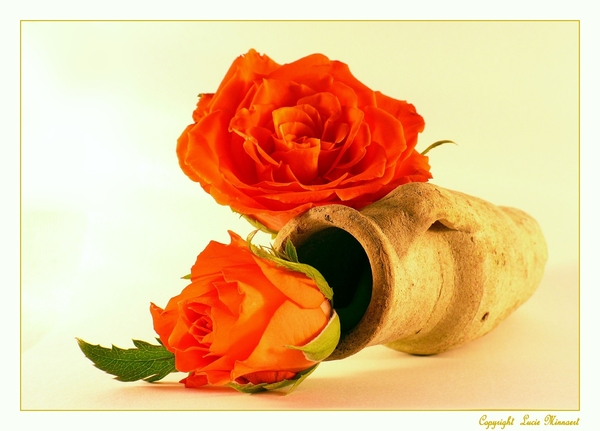 stilleven: roos in kruik