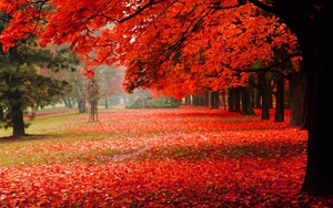 1280x800_natural-park-autumn-red-leaves-autumn-scenery