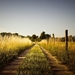 summer-country-road-wallpaper-1