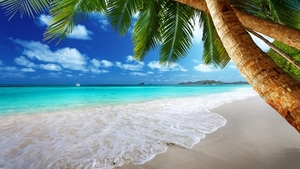 sunlight-sea-bay-shore-beach-coast-palm-trees-tropical-lagoon-Car