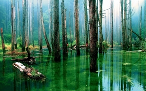 sunlight-trees-forest-lake-water-nature-reflection-green-wilderne
