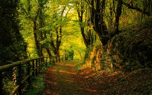 www.GetBg.net_Nature_Seasons_Autumn_Autumn_Forest_View_034859_