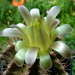 DSC05870Gymnocalycium mihanovichii