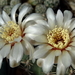 DSC05873Gymnocalycium quehlianum SE6