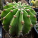 DSC05891Echinopsis